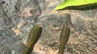 Rib Tail Worm by Zee Bait Co : 7.4
