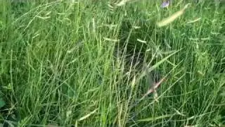 Pocket Prairie outside Native American Seed