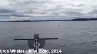 Orca Whales, Bay Bulls, Newfoundland