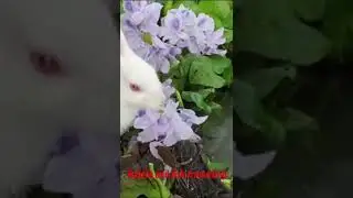 Rabbit and fish #shorts #youtubeshorts #shot #animal #fish