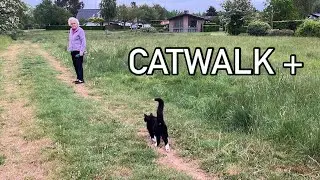 Tuxedo cat on a walk without his brother - or ...?