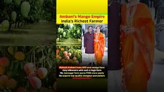 Billionaire Mukesh Ambani owns a massive mango farm in Jamnagar that covers 600 acres of