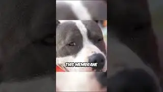 Your dog has a third eyelid! You won't believe what it does!