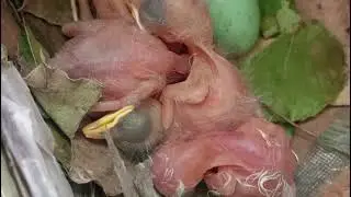 What's baby birds are doing?