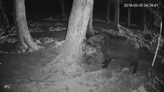 Prospektus Lick and Wild Boar