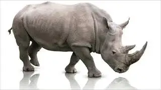 rhino borgo prime