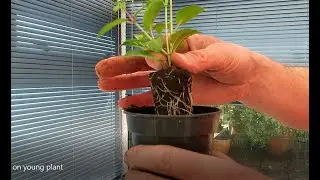 Potting on a young fuchsia plant