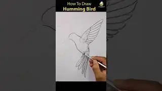 How To draw Humming birds pencil shading #shorts #youtubeshorts #hummingbird #drawing #viral