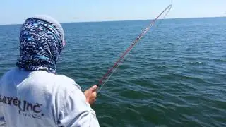 Tripletail fly fishing jacksonville