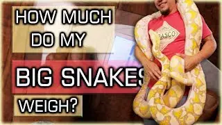 How much do my BIG SNAKES weigh?