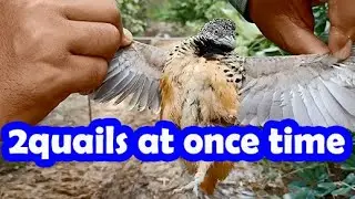 Easy and Simple quail trap in the jungle, quail trap in the field using the speaker sound, Esp 32