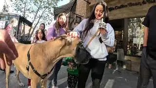 Cash 2.0 Great Dane at the Westfield outdoor mall 32
