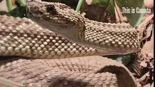Crawling nightmare - extremely venomous neotropical rattlesnake. #snake 