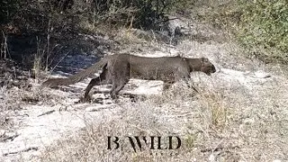 El Encuentro con la Vida / Onza, Jaguarundi, Puma, Pecarí, Zorro, Venado / Fototrampeo / HD / Mexico