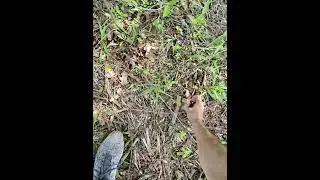 Searching for a lost golf ball with Ray Ban Meta