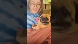 Im fearless pug BUT.... - funny try not to laugh