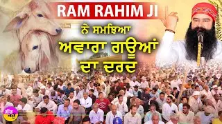 Saint Dr. MSG | ਅਵਾਰਾ ਗਊਆਂ ਲਈ Dera Sacha Sauda ਨੇ ਚੁੱਕਿਆ ਬੀੜਾ | Gau Mata Sewa