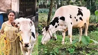 പശുവിൻറെ മൂക്കുകയർ ഞാൻ ഒന്ന് മാറ്റാൻ നോക്കിയതാ.. എല്ലാത്തവണയും ഞാൻ തന്നെയാ കേട്ടോ മാറ്റുന്നത്..