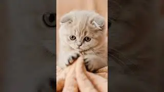 Purrfect Peace  with Blanket🐾 | Kitten Wrapped in Blanket ASMR #asmr #cat #funny