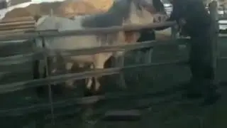 Якутские лошади