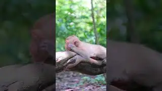 Rainbow sleepy A2  #monkey