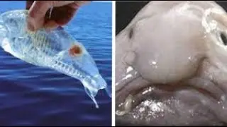 weirdest creatures ever discovered  #informativetalks