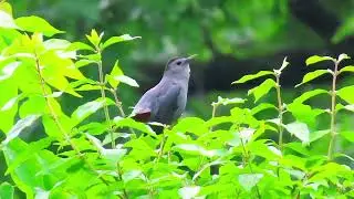 The unique chirping sound of the Gray Catbird (Dumetella carolinensis)