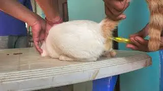 HOW TO CHECK CAT BODY TEMPERATURE