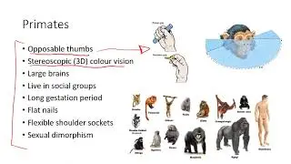 U4 AOS2   Human change over time Part 1