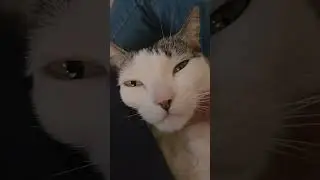 GATITOS #gatitos #gatos #gato #cat #cats #mascotas #lovecats #shortvideo #shortsviral #shortsfeed