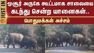 A Herd of Elephants Crossing the Road | Hosur | Public Fear | Sun News