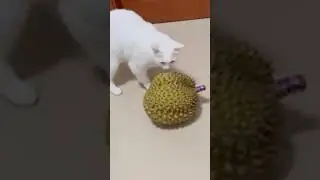 Cats Being Chaotic On Purpose!! You Have To Watch