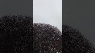 Cold Bush, Snowfall, Bird calls & Traffic Noises | Original Audio