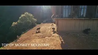IWATAYAMA KYOTO, MONKEY MOUNTAIN