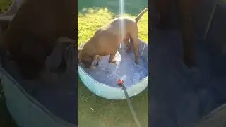 Best Swimming Pool for Dog l Swimming pool #amazonfinds #shorts #pets #dogs #pupsfun