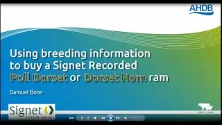 Using breeding information when buying a Dorset ram