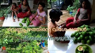 അവക്കാഡോ വിളവെടുപ്പും, വിശേഷങ്ങളും🥑/Avocado harvesting💚🥰