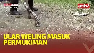 ULAR WELING MASUK PERMUKIMAN