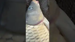 Shocking Discovery: Huge Wound on Carp!