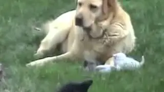 Retired Military Working Dog discovers first kitten