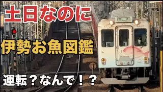 【なぜ！？】伊勢お魚図鑑が土日も運転されました！