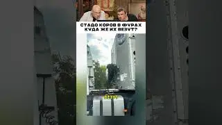 Стадо коров в фурах куда-то везут 😅