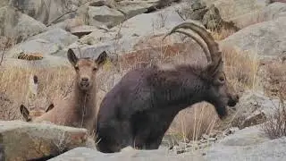 |How the Famous Himalayan Ibex survive in Harsh weather in Mountains | #himalayanibex 