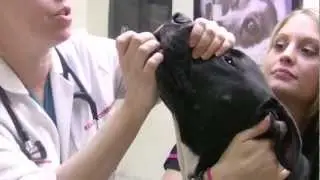 How to give a dog a pill