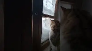 #snow #winter in the village. #oldwindow # snowywindows #catand the window # youtube #Tailtales222