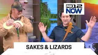 Portland Reptile Expo visits studio with boa snake, bearded dragon & chameleon