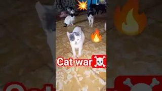Wonderful and heartwarming cat videos for cat lovers #animals #catshorts #kitten #cat #cats #catlife