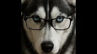 huskies live life
