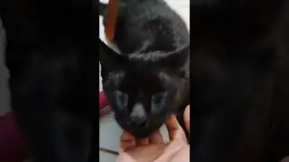 kucing hitamku si adek @ANGELIA2026 #cat #cats #2026 #shortvideo #kucing #shorts #youtubeshorts