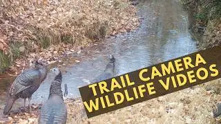 Trail Camera Wildlife: Crows At Frozen Watering Hole. Buck & Deer At Watering Hole & More!